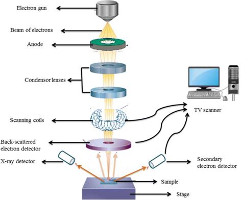 scanning electron microscopy slideshare|scanning electron microscope (SEM) .